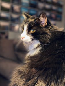 Photo of long-haired black & white cat