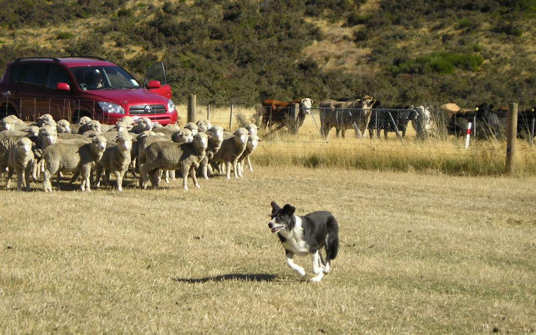 Top 3 Communication Tips from a Sheepdog