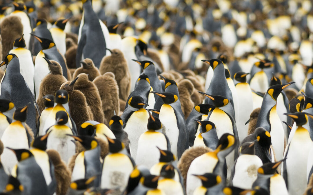 Crowd of emperor penguins